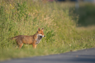 Red Fox. The species has a long history of association with humans.The red fox is one of the most important furbearing animals harvested for the fur trade. Largest of the true foxes
