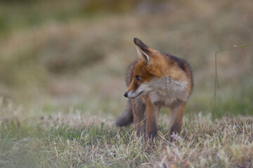 Red Fox. The species has a long history of association with humans.The red fox is one of the most important furbearing animals harvested for the fur trade. Largest of the true foxes