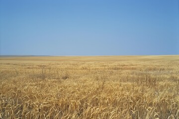 Endless Golden Horizon: Vast Wheat Fields under Clear Blue Sky