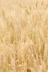 closeup the bunch ripe yellow brown wheat stitch plant with grain growing with leaves in the farm field soft focus natural green brown background.