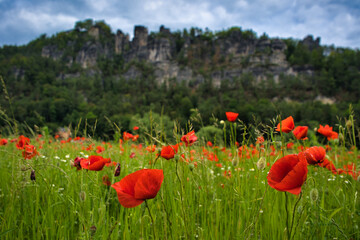 Poppy flowers field in front of the sandstone mountains in Saxony, Germany