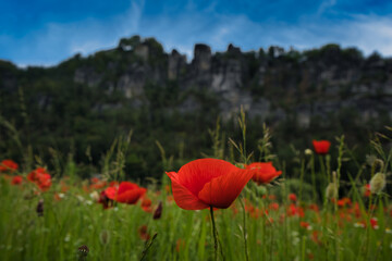 Poppy flowers in the meadow near the Bastei sandstones