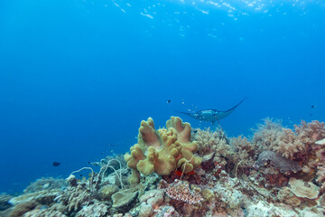 Manta ray, Mobula alfredi, swims or flys through clear blue ocean water