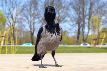 
Close-up image of a gray crow with a background of green grass and trees