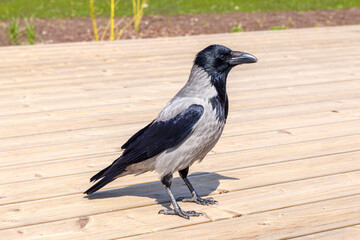 Fototapeta premium crow on the ground