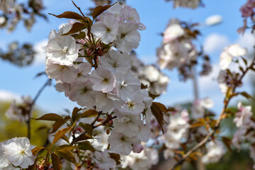 
White apple blossom in spring garden