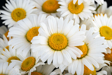Obraz premium Chamomile or daisies isolated on black background.