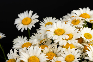 Obraz premium Chamomile or daisies isolated on black background.