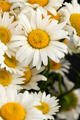 Obraz premium Chamomile or daisies isolated on black background.