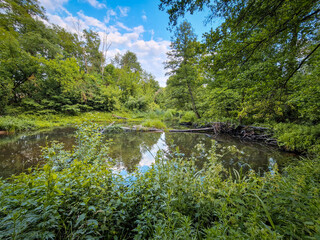 The small and wild Grabia river in central Poland.
