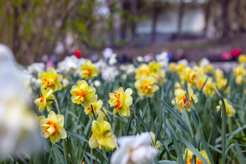Fototapeta premium spring flowers called daffodils in garden or park