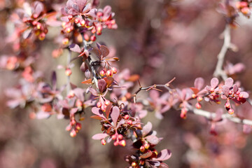 
Small pink flowers on a tree or bush