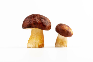 Bay bolete. Edible mushrooms (Boletus badius) isolated on white background with clipping path. Package design element. Wild forest mushrooms