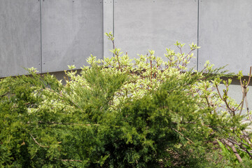 
flower bushes on the background of the corner of the wall of a gray house