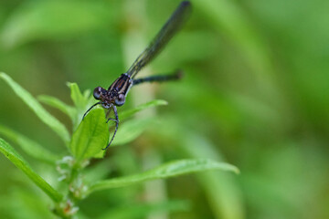 damselfly on a leaf