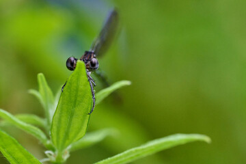 damselfly on a leaf