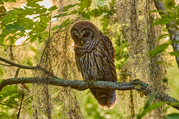Barred owl on a branch 