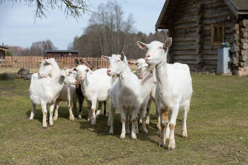 Fototapeta premium Herd of Sheep Grazing on Lush Green Field
