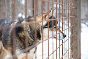 Husky dog in Finland, waiting in a kennel