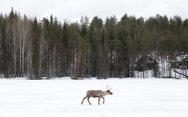 Fototapeta premium Reindeer crossing a frozen lake, farming in Finland