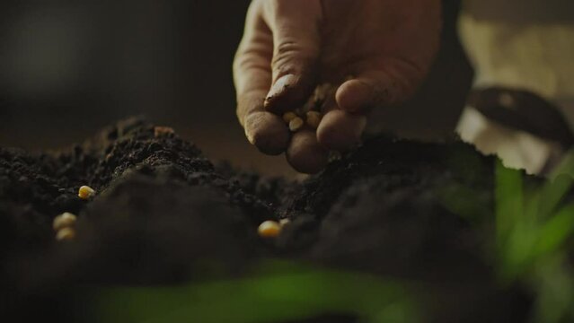 The farming concept is based on environmentally friendly practices and continuous improvement of agricultural technologies. Corn grains are sown in the prepared soil