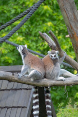 A family of cute, beautiful, ring-tailed lemurs resting in a tree.