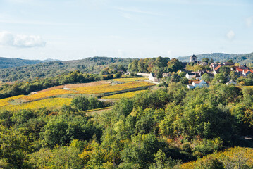 Vignoble de Côte d'Or en automne. Vignes automnales. Vignes de Bourgogne. Vignes dorées sur les...
