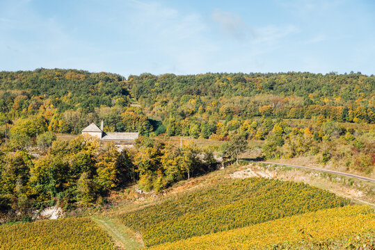 Maison de ma&icirc;tre dans les vignes. Maison dans les vignes pendant l'automne. Vignoble dor&eacute; automnal. Paysage de campagne en Bourgogne. Paysage de C&ocirc;te d'Or.