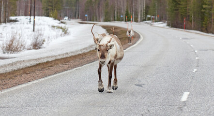 Closeup of a reindeer wearing a GPS-collar in Finland