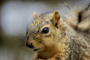 The fox squirrel (Sciurus niger), also known as the eastern fox squirrel or Bryant's fox squirrel .