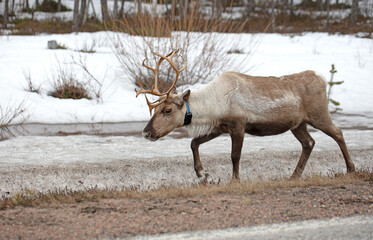 Fototapeta premium Closeup of a reindeer wearing a GPS-collar in Finland