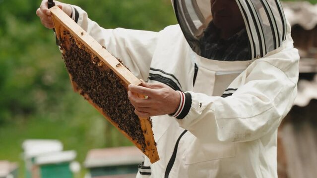 Beekeeper is holding up wooden frame with bees to control situation in bee colony.  Farmer in protective suit working on bee field. Worker carring out bee