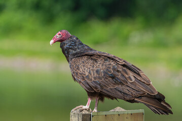 Closeup of turkey vulture or buzzard perched on sign with green forest background