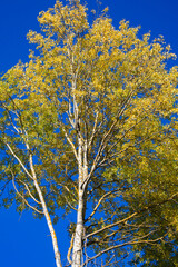 Golden Canopy: The aspens’ golden foliage reaches into the azure expanse, marking a tranquil autumn day.