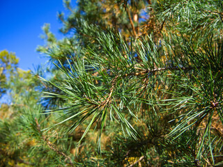 Nature’s Pine Detail. Sunlit pine needles protruding from a branch, showcasing nature’s...