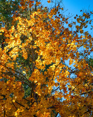 Trees with a blend of yellow-green foliage, indicating a transition between seasons.