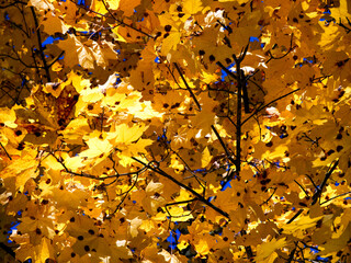 Focused yellow leaves, autumn warmth, tranquil setting