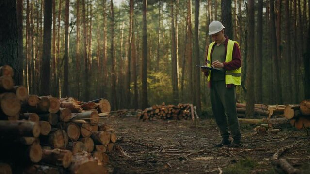 In the process of cutting and felling trees. A young engineer analyzes the work done on timber harvesting. The importance of sustainable consumption of natural resources. Forest timber harvesting