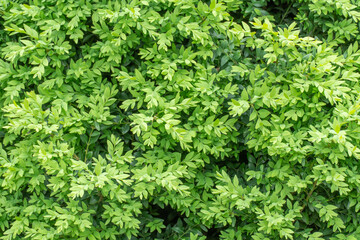 Shoots of green bush hedge prinsepia in garden. Deciduous shrub prinsepia sinensis uniflora with thin branches. Leafs plane seed or prickly cherry family rosaceae. Used in horticulture for landscaping