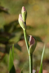 Iris perennial flowering plant with two closed light violet showy flowers starting to emerge on single long erect flowering stem surrounded with narrow leaves and other garden plants in local urban