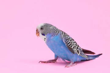 Beautiful bright parrot on pink background. Exotic pet
