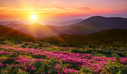 panoramic scene, blooming pink rhododendrons flowers, amazing panoramic nature scenery, Carpathian mountains, border Ukraine and Romania, Marmarosy range	