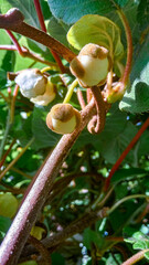flower buds of kiwi fruit on a branch in the garden