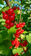 beautiful sweet ripe red currant on the bush in the garden