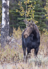 Cow Moose in Autumn in Wyoming