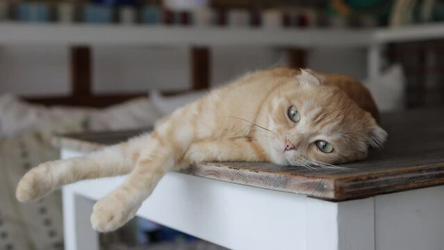 Felidae sitting on wooden chair on table, with fawn fur and whiskers