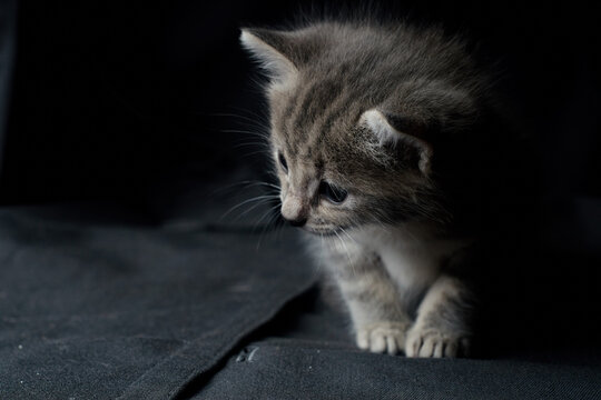 Gato gris  peque&ntilde;o de ojos azules en un fondo obscuro curioso