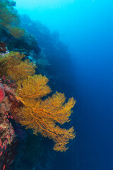 Healthy coral reef landscape with various hard corals