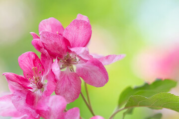 Close-up of a branch of apple tree with pink blossoming flowers. Macro, selective focus, blurred background. Spring nature park