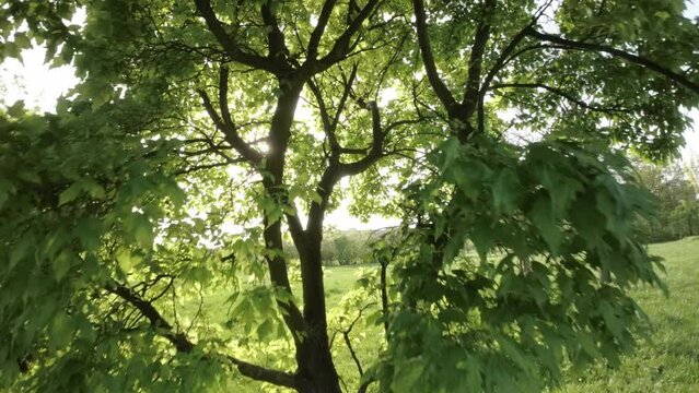Immerse yourself in the tranquility of nature as you join a rollerblader on a captivating journey through a stunning park. The serene atmosphere is complemented by the gentle rustling of leaves and